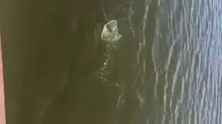 Вываживание карпа на матчевое удилище .