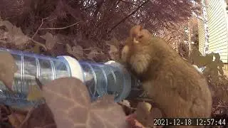 Wild hamsters explore hamster pipes
