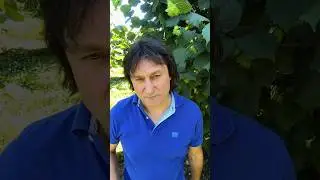 Вас обманули на покупке саженцев #саженцы #фундук #деньги #экономим #документы #безобмана #сад