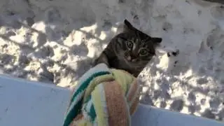 Кот пришел домой
