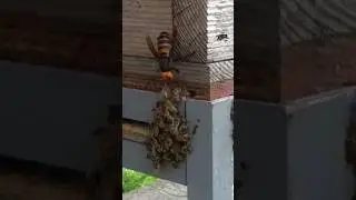 #пчелы