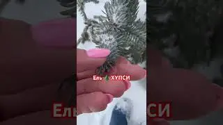 ЕЛЬ 🌲 ХУПСИ НЕ ВСЕГДА ГОЛУБАЯ‼️