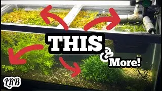 2 AQUASCAPES in 1 AQUARIUM | Horticulture Ludwigia x Arcuata Parva Crypt Aquarium and MORE!