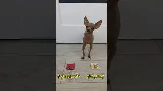 Chapitosiki or Rubina? 