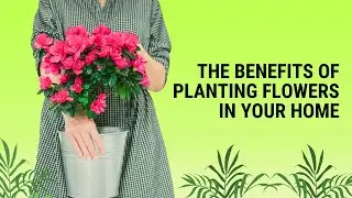 The Benefits of Planting Flowers in Your Home