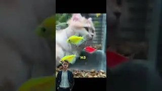 Аквариум для котов!