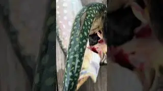 Красивый цвет #рыбалка #fishing #голец #кижуч #salmon #кунджа #горбуша #камчатка