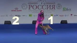 РОССИЯ 2018 | Танцы с собаками | 2. Кондратьева Любовь ПОНЬКА