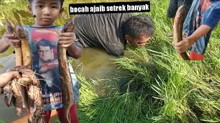 MANCING BELUT | BOCAH AJAIB DAPAT SETREK BANYAK || big eel fishing