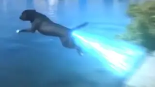 where the dog goin?