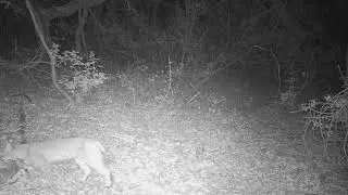 Crouching Bobcat O'Neill Regional Park