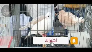 سوق الطيور وتحذير ⚠️الشراء في هذه الفترة