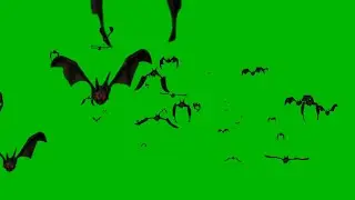 Bats Green screen effect 🦇🦇🦇🦇🦇 (2020)