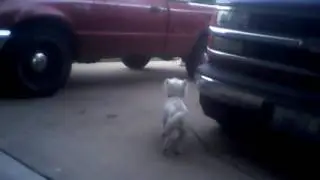 Buddy The Westie Barking