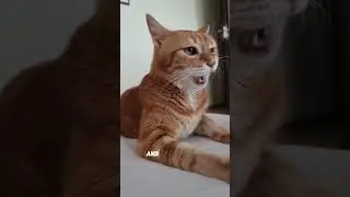 What is the meaning of life?!