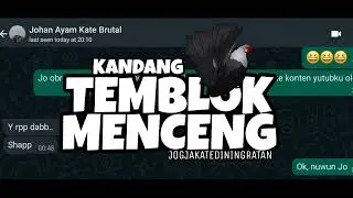 PENTING! OBROLAN SEPUTAR PERAWATAN AYAM KATE CEPER.