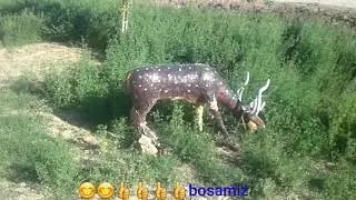 Qol mexnati haykalchalar