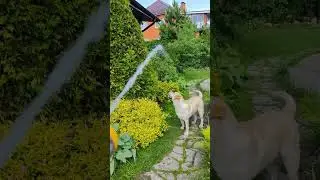 В жару поливаем всë, растения, собак😂