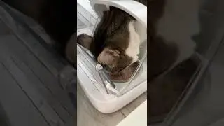 Crizzzzpy EOws, mlems, and purrs brought to you by the one and only Mister Man. 