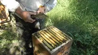 улей удав снятие корпусов
