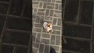 Никуся 😍 Чихуахуа 12 лет
