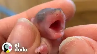 No reconocerás a estos animales bebés con 8 semanas de edad | Corazones Salvajes | El Dodo