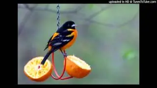isaac guillory  baltimore oriole (live )