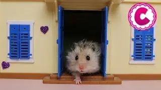 Деревенский дом Хомяка / Жизнь хомяка / Смешные хомяки / FUNNY HAMSTERS