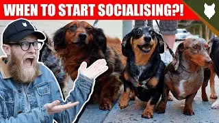 WHEN TO START SOCIALISING MY DACHSHUND PUPPY
