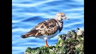 Steenlopertje scharrelt zijn voedsel bij elkaar | Natuur-fotos.com