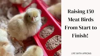 Raising 150 meat birds from start to finish!