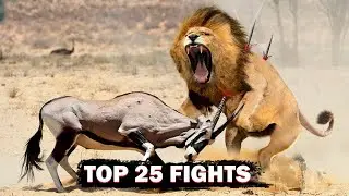 TOP-25 Animal Fights Lion, Rhinoceros, Tiger, Eagle, Dog, Elephant / Real Animal Battle