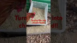 Turning flies into chicken food. Free protein from a know nuisance. #backyardchickens #exterminator
