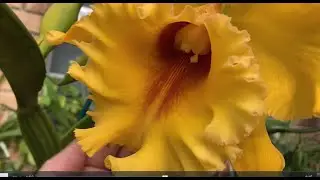 Супер Каттлея Большой Вилсон, Осеннее Цветение Орхидей.. Blc.Taiwan Good Life Big Wilson 🕴