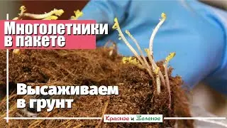 Корни многолетников в пакетах. Когда и как высаживать в грунт