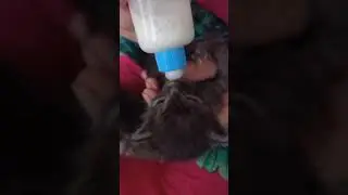Котята растут без мамы