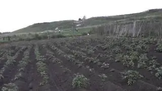 Обещанное видео, прошло сутки после окучивания дисковыми окучниками.