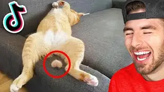 World's FUNNIEST Animals (HILARIOUS)