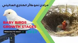 Baby Birds Growth Stages | From Egg to Adult / مراحل نمو طائر الكناري الساتيني | من البيض حتى يكبر