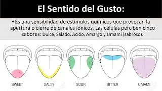 Percepción de los sabores en la lengua