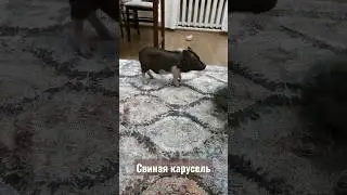 Свиная карусель.Как у него голова не кружится? 