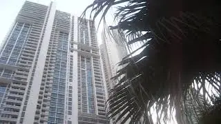 Panama City Birds