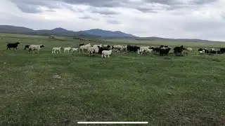 Овцы на пастбище 🐑