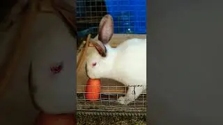 Гастрономические эксперименты с кроликами 