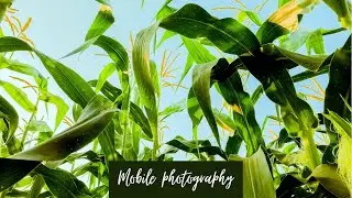 My mobile photography & editing style
