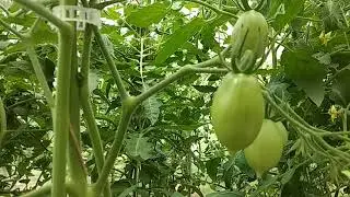 ТОМАТ ЛИМОН ЛИАНА ИЛИ ЧУДО СВЕТА