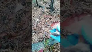 15 жовтня 2024 р.