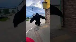 Поздравление от гориллы Конг г. Благовещенск #обезьяна #шок