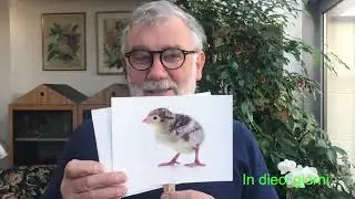 dindio2
