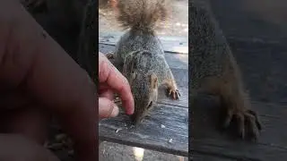 #2 Happy Squirrel 9/23/2023